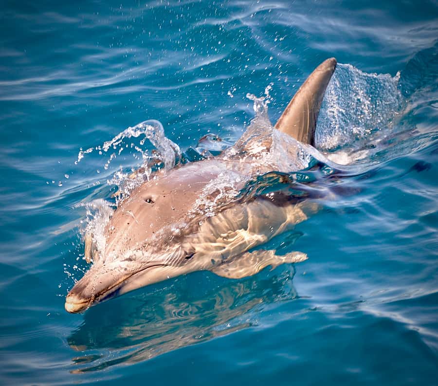 Adelaide: 4-Hour Guaranteed Wild Dolphin Watching Cruise - From The Bow: The Closest Views You’ll Get Without Entering The Water