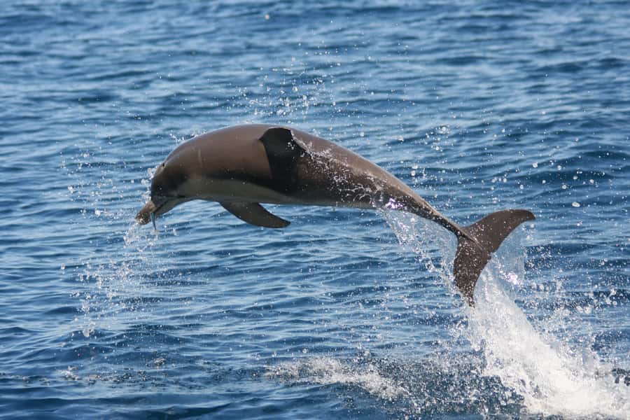 Adelaide: 4-Hour Guaranteed Wild Dolphin Watching Cruise - Common Vs Bottlenose: What You Might See In Adelaide’s Gulf