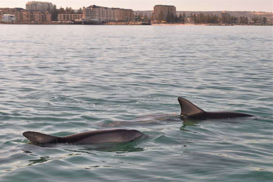 Adelaide: 4-Hour Guaranteed Wild Dolphin Watching Cruise - Coastal Views From Glenelg: It’s Not Just About The Dolphins