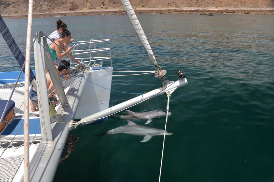 Adelaide: 4-Hour Guaranteed Wild Dolphin Watching Cruise - Crew, Commentary, And The Standout Moments That Make It Worth It