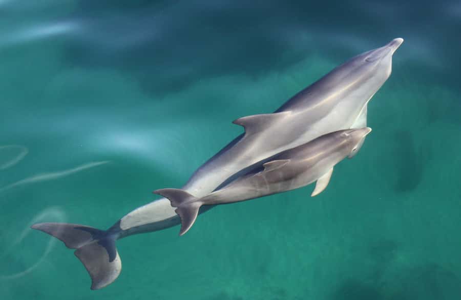 Adelaide: 4-Hour Guaranteed Wild Dolphin Watching Cruise - Where To Meet At Marina Pier, Glenelg (And Why It Matters)