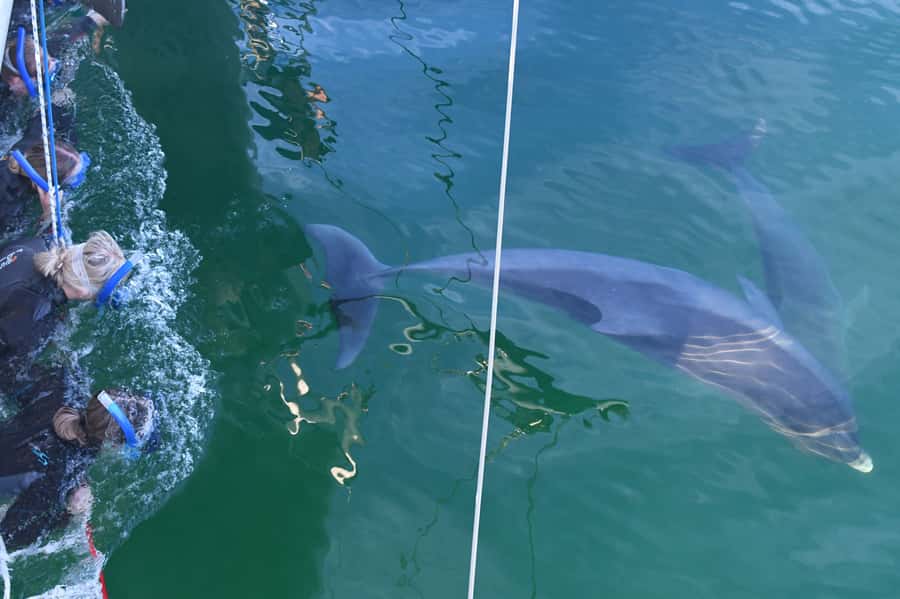 Adelaide: 4-Hour Swimming with Dolphins Experience - Quick hits