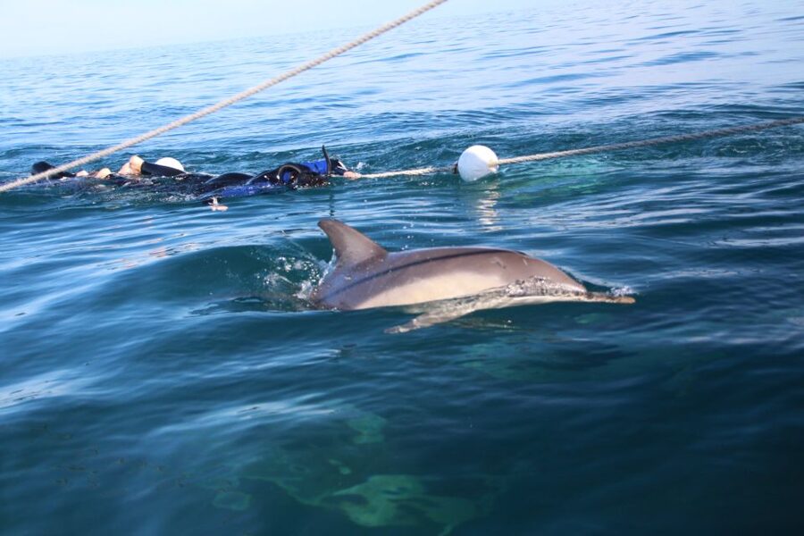 Adelaide: 4-Hour Swimming with Dolphins Experience - Should you book the Adelaide dolphin swim with Temptation?