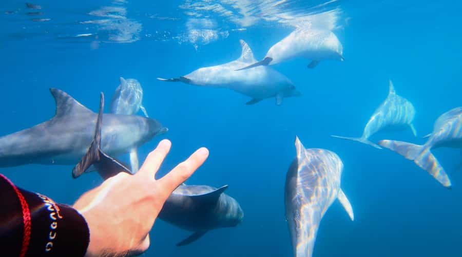 Adelaide: 4-Hour Swimming with Dolphins Experience - How the dolphin swim actually works off the Temptation