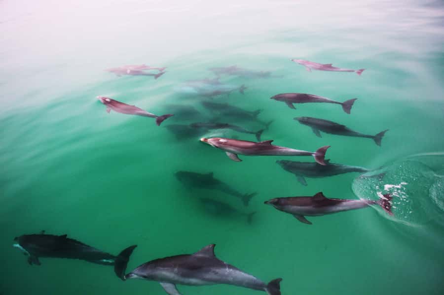 Adelaide: 4-Hour Swimming with Dolphins Experience - The coastal cruise while dolphins are located