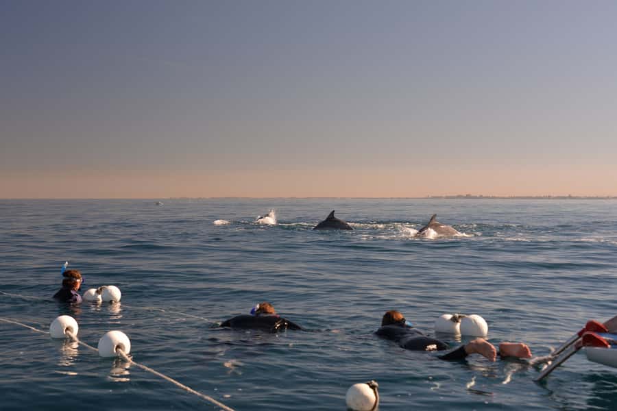 Adelaide: 4-Hour Swimming with Dolphins Experience - Marine biologist commentary and the ethics you can feel