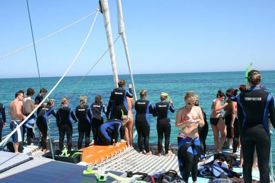 Adelaide: 4-Hour Swimming with Dolphins Experience - Price and value: why $105 can be worth it