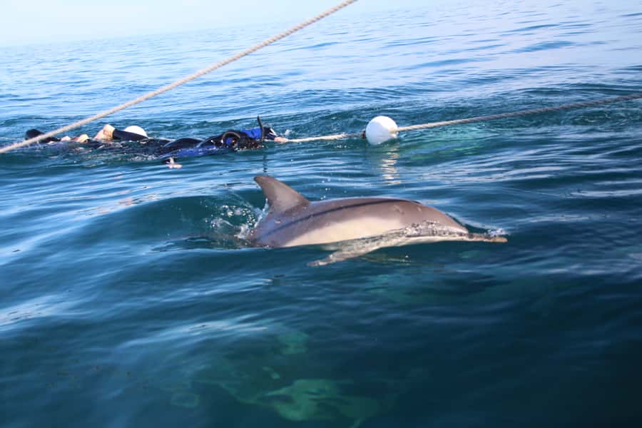 Adelaide: 4-Hour Swimming with Dolphins Experience - Who should book this dolphin swim (and who should skip it)
