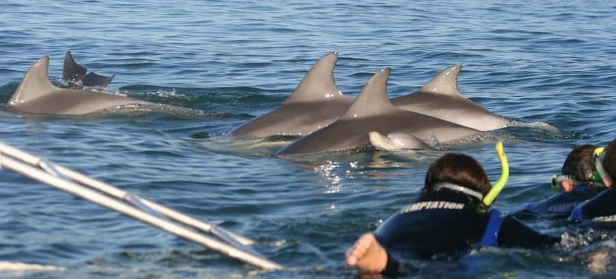 Adelaide: 4-Hour Swimming with Dolphins Experience - Glenelg check-in: where to meet and how to get ready fast