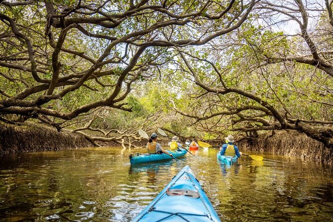 Adelaide Dolphin Sanctuary and Ships Graveyard Kayak Tour - How 3 hours on the water actually feels (and why the timing is good value)