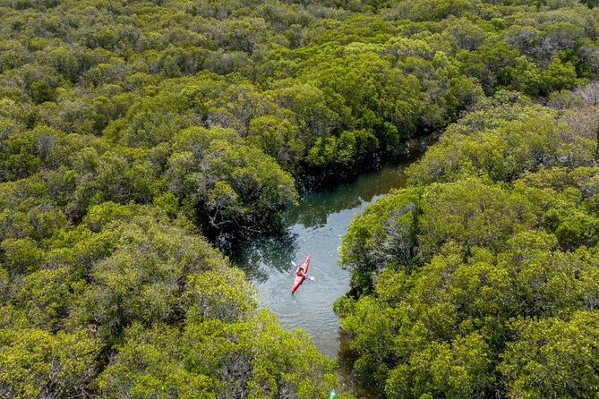 Adelaide Dolphin Sanctuary and Ships Graveyard Kayak Tour - What to bring and how to dress for a still-water kayak day