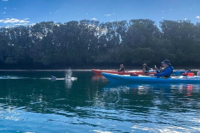 Adelaide Dolphin Sanctuary and Ships Graveyard Kayak Tour - Adelaide Dolphin Sanctuary: paddling mangrove creeks for wildlife