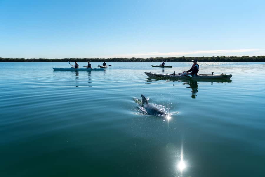 Adelaide: Dolphin Sanctuary Eco Kayaking Tour - Key things I’d bank on before you go