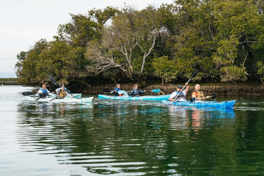 Adelaide: Dolphin Sanctuary Eco Kayaking Tour - Shipwreck paddling: when you get close, and when you don’t