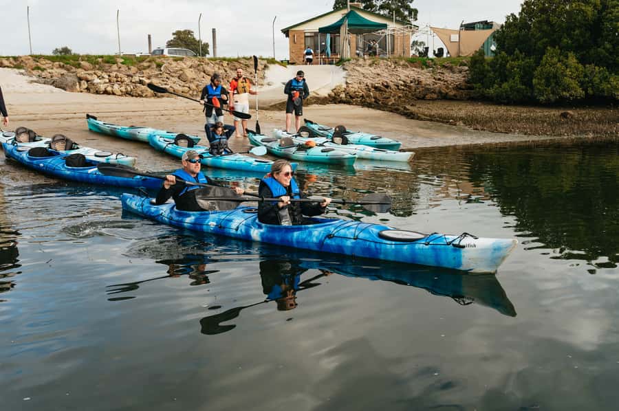 Adelaide: Dolphin Sanctuary Eco Kayaking Tour - Who this tour fits best (and who should skip it)