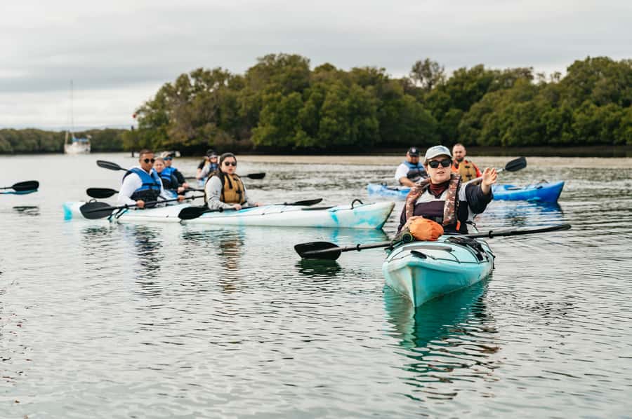 Adelaide: Dolphin Sanctuary Eco Kayaking Tour - Price and value: why $55 can make sense here