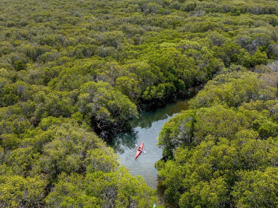 Adelaide: Dolphin Sanctuary Mangroves Kayak Tour - Key points to know before you go