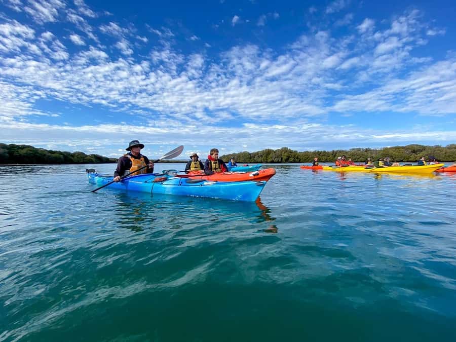 Adelaide: Dolphin Sanctuary Mangroves Kayak Tour - Mangroves and Port River Dolphins: your 90-minute plan