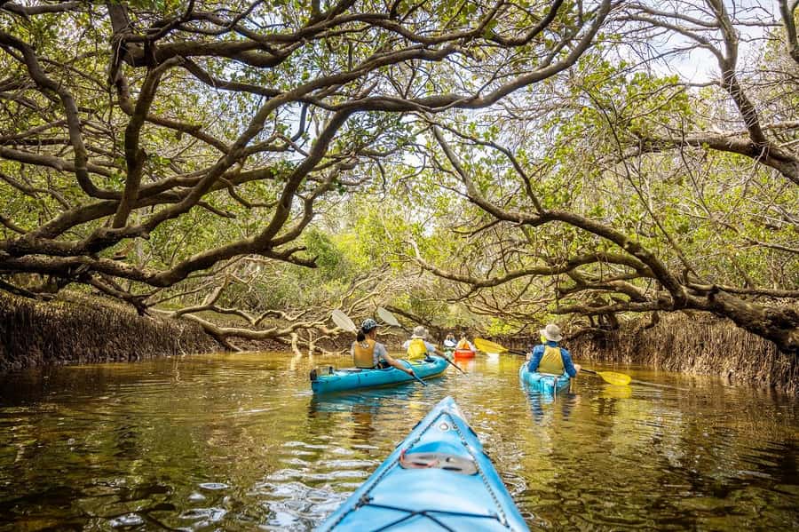 Adelaide: Dolphin Sanctuary Mangroves Kayak Tour - Entering the Dolphin Sanctuary mangrove creeks