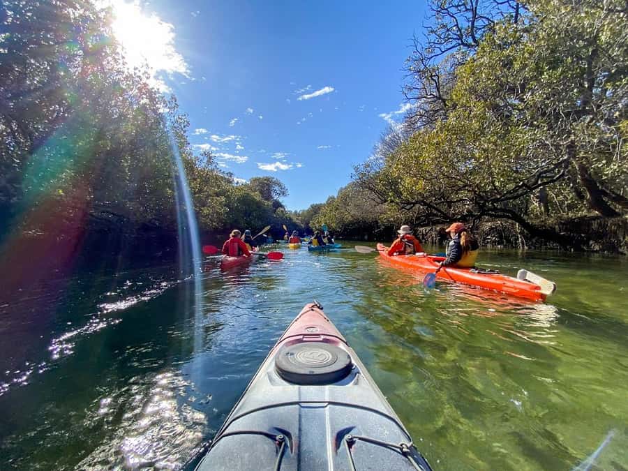 Adelaide: Dolphin Sanctuary Mangroves Kayak Tour - Why the guide makes the mangroves feel personal