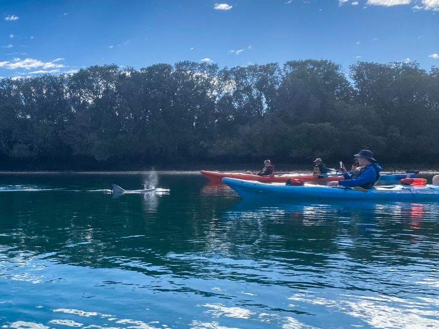Adelaide: Dolphin Sanctuary Mangroves Kayak Tour - Price and value: is $38 worth 90 minutes on the water?
