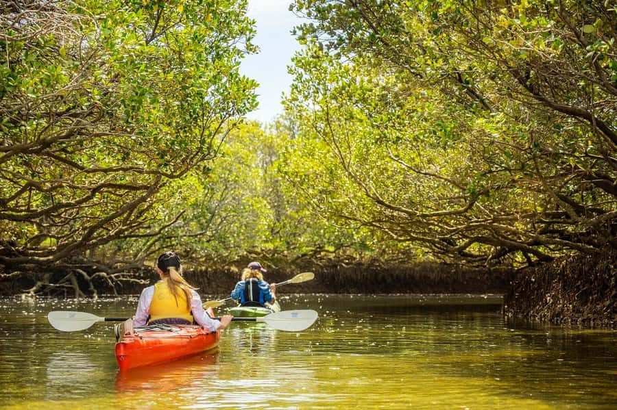 Adelaide: Dolphin Sanctuary Mangroves Kayak Tour - Should you book the Adelaide Dolphin Sanctuary kayak tour?