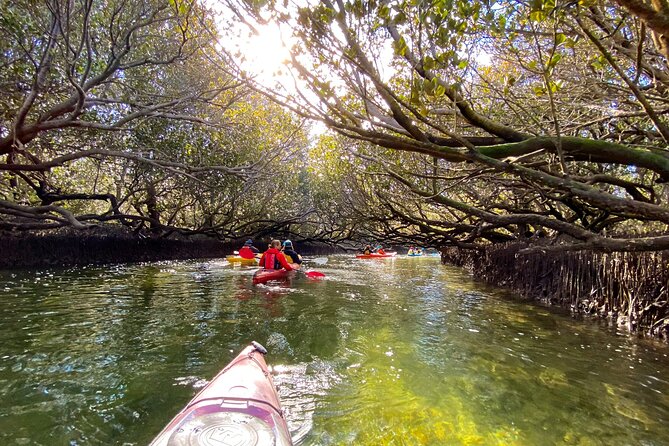 Adelaide Dolphin Sanctuary Mangroves Kayaking Tour - Where the tour starts near Port Adelaide (and why timing matters)