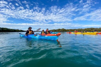 Adelaide Dolphin Sanctuary Mangroves Kayaking Tour - Price and value: is $39.45 worth it?