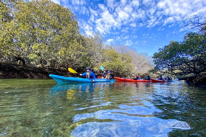 Adelaide Dolphin Sanctuary Mangroves Kayaking Tour - Group size and fitness level: the practical side of kayaking
