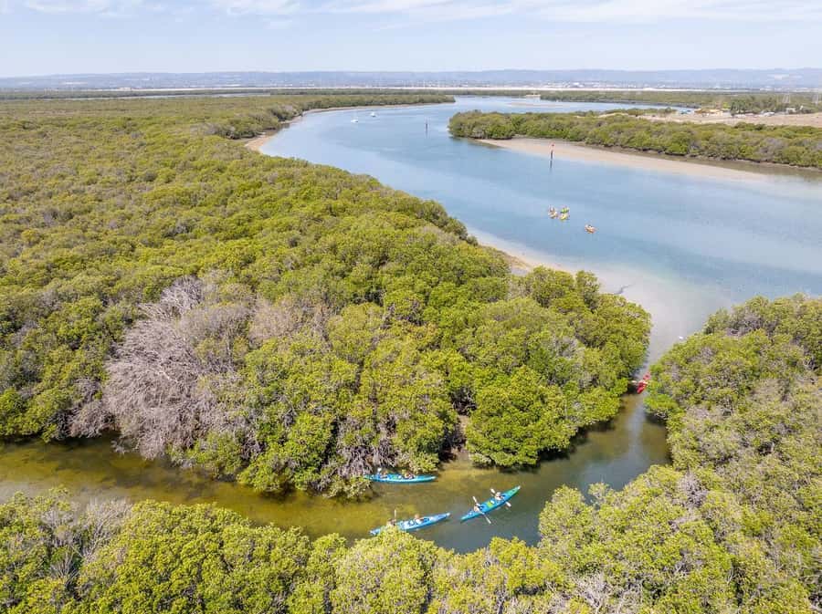 Adelaide: Dolphin Sanctuary Single or Double Kayak Rental - First steps at Garden Island: where your 2 hours really start