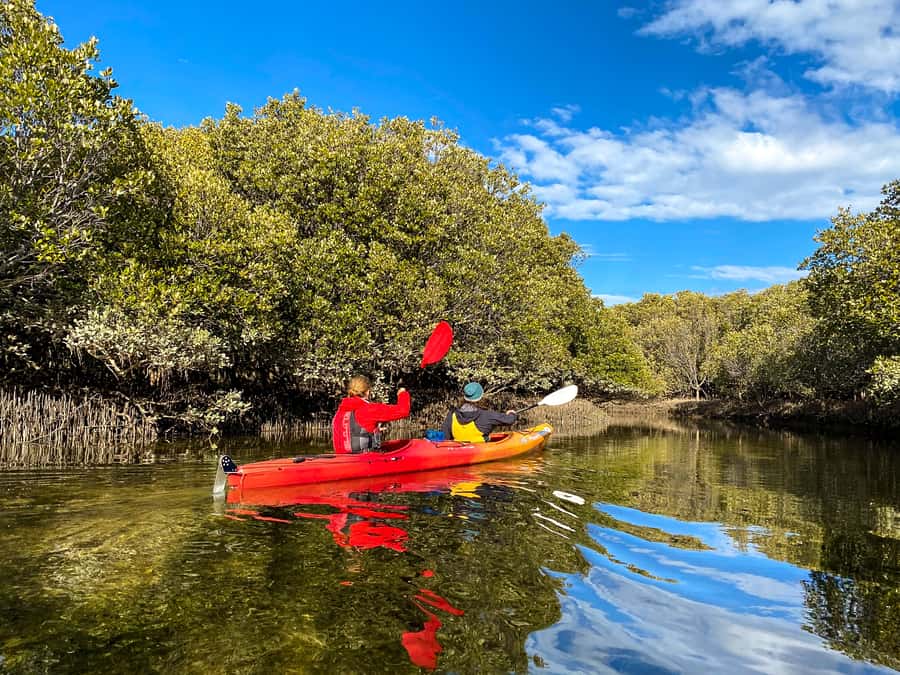 Adelaide: Dolphin Sanctuary Single or Double Kayak Rental - What to bring: small choices that make the paddle easier