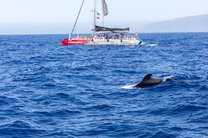 Adults Only Tenerife Freebird Whale Dolphin Catamaran with Lunch - Lunch, drinks, and onboard comfort (plus Wi‑Fi)