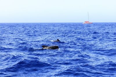 Adults Only Tenerife Freebird Whale Dolphin Catamaran with Lunch - Pilot whales, bottlenose dolphins, and what to expect from the sightings