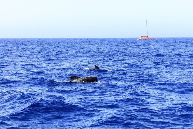 Adults Only Tenerife Freebird Whale Dolphin Catamaran with Lunch - Pilot whales, bottlenose dolphins, and what to expect from the sightings