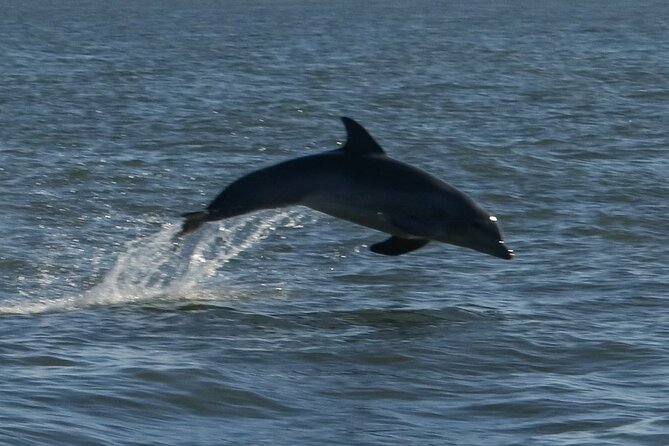 Adventure Boat Tours Dolphin Tails & History Cruise St Augustine - Key highlights you’ll notice fast