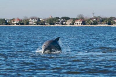 Afternoon Schooner Sightseeing Dolphin Cruise on Charleston Harbor - What You’ll See: Fort Sumter, the Arthur Ravenel Jr. Bridge, and the Harbor Landmarks