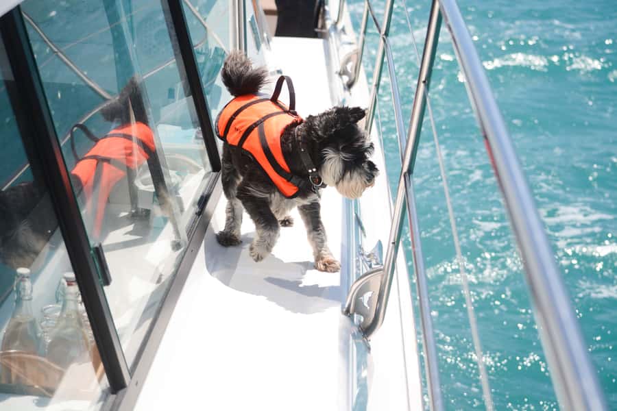 Akaroa: Dolphin Nature Cruise - Getting there on time from Christchurch or Lyttelton Port
