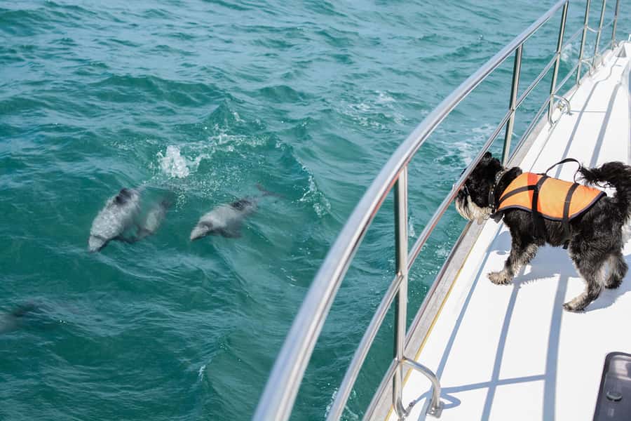 Akaroa: Dolphin Nature Cruise - Why Akaroa’s Harbour cruise is a smart use of your time