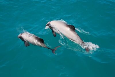Akaroa: Dolphin Nature Cruise - The catamaran ride: stable, low, and built for spotting
