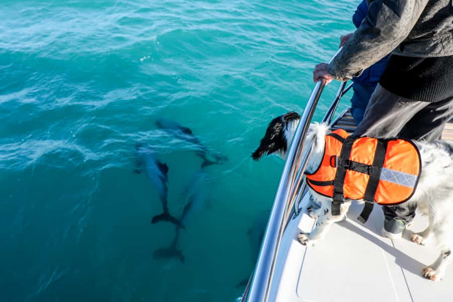 Akaroa: Dolphin Nature Cruise - The sea caves and volcanic formations aren’t filler