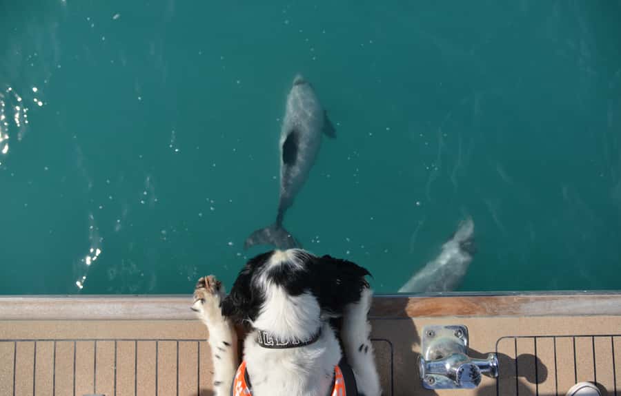 Akaroa: Dolphin Nature Cruise - Food and drinks: a small upgrade that makes winter weather easier