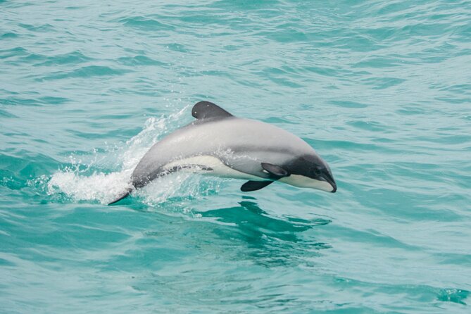 Akaroa Dolphins ~ Harbour Nature Cruise - Key Things That Make This Cruise Worth Your Time
