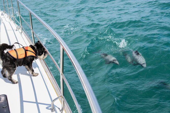 Akaroa Dolphins ~ Harbour Nature Cruise - Dolphin Spotting With a Team and a Sniffing Dog