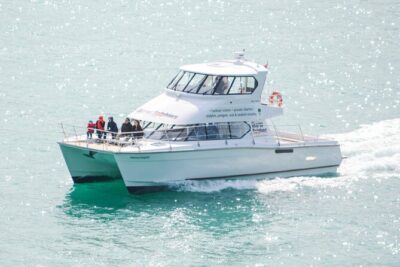Akaroa Dolphins ~ Harbour Nature Cruise - What You’re Really Doing: Watching Wildlife the Right Way