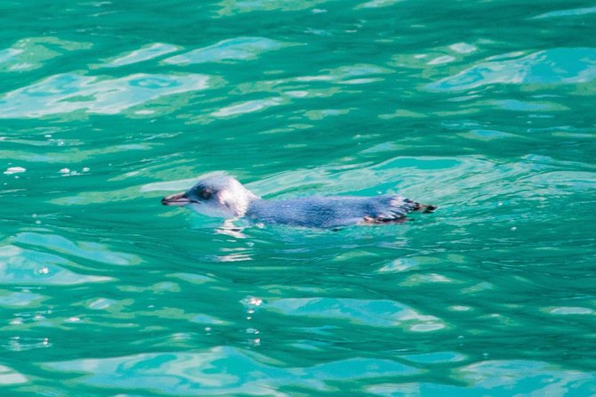 Akaroa Dolphins ~ Harbour Nature Cruise - Before You Go: Timing, Weather, and Packing for the Water