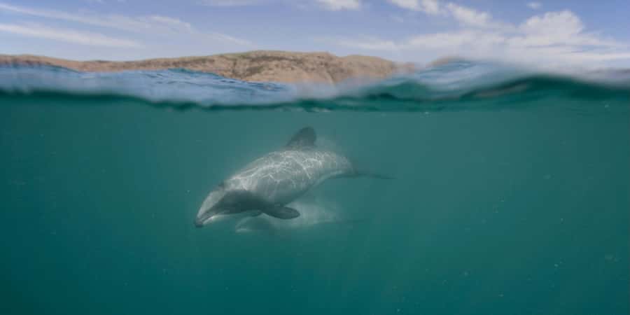 Akaroa Harbour 2-Hour Dolphin Nature Cruise - Key points before you go