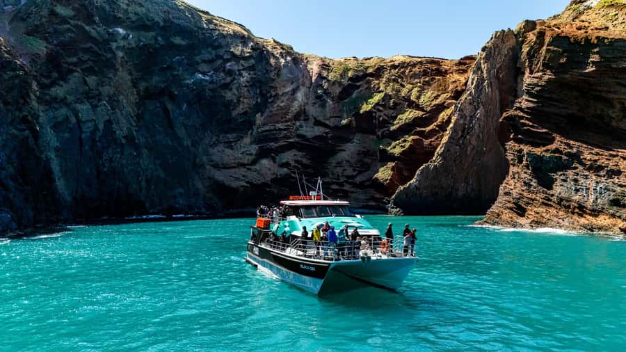 Akaroa Harbour 2-Hour Dolphin Nature Cruise - Two hours of Hector dolphin watching in Akaroa Harbour