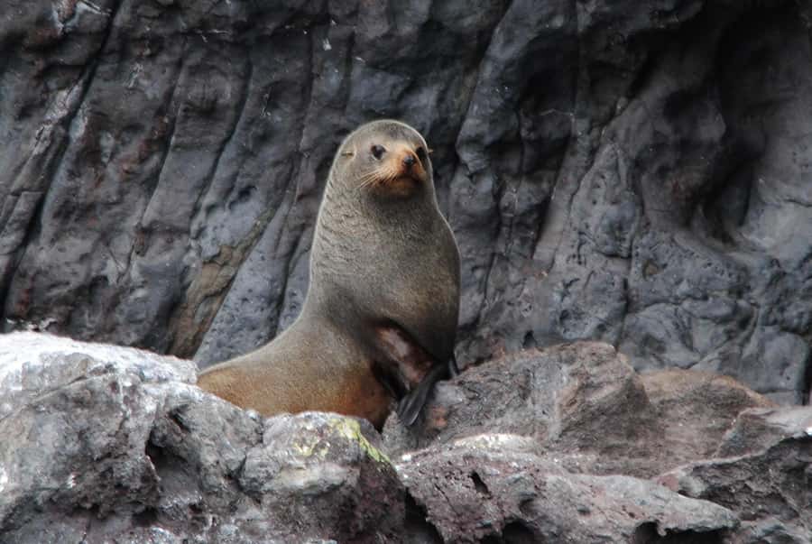 Akaroa Harbour 2-Hour Dolphin Nature Cruise - Should you book the Akaroa dolphin nature cruise?