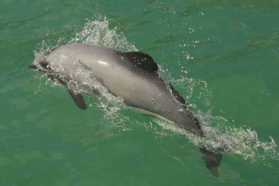 Akaroa Harbour 2-Hour Dolphin Nature Cruise - FAQ