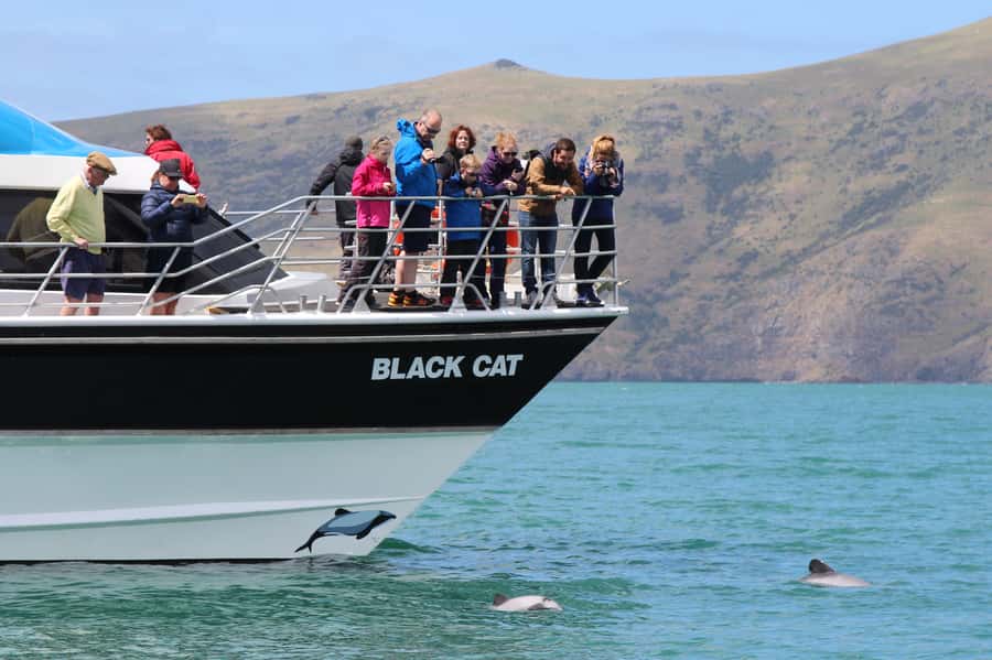 Akaroa Harbour 2-Hour Dolphin Nature Cruise - Meet at Main Wharf and find the best viewing spot fast